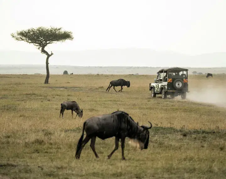 Wildlife & Safari Guides