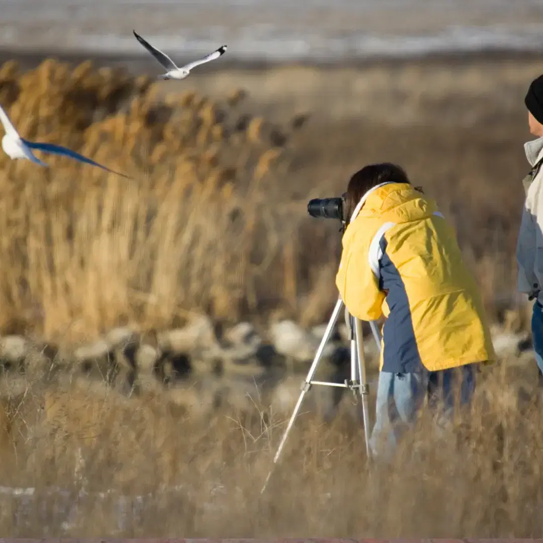 Birdwatching Guides