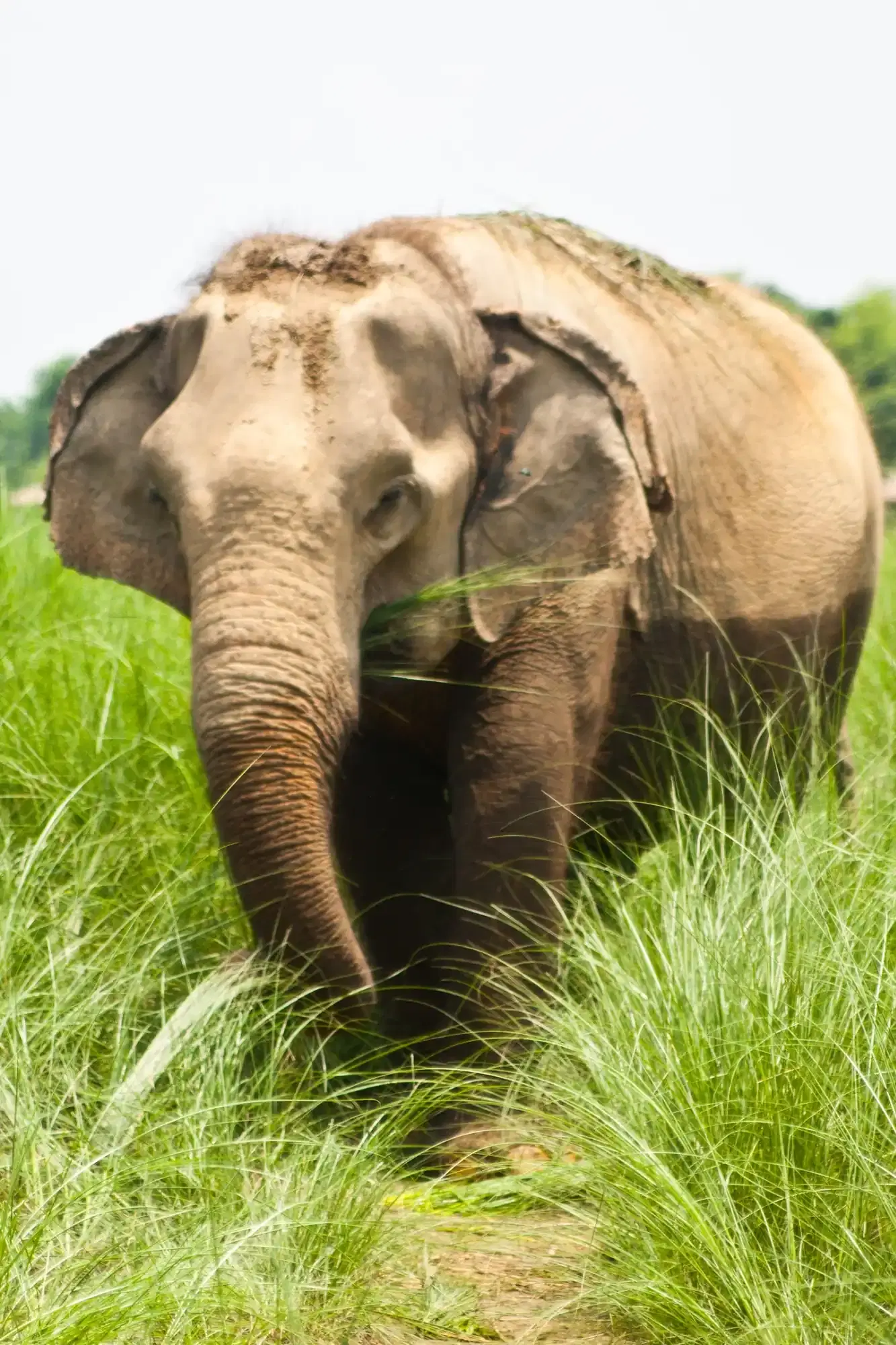 Chitwan & Central Terai