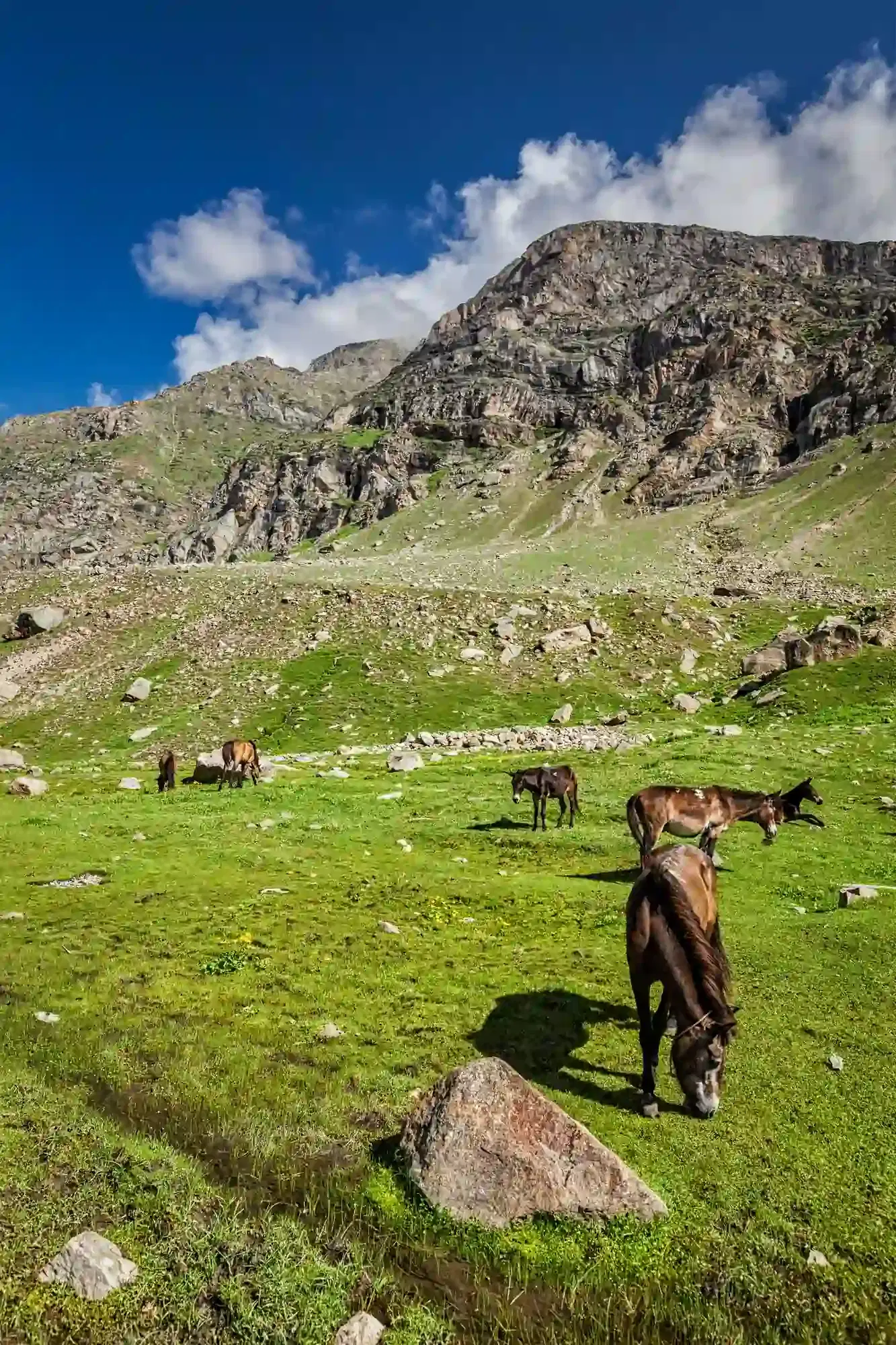 Dhorpatan & Western Highlands