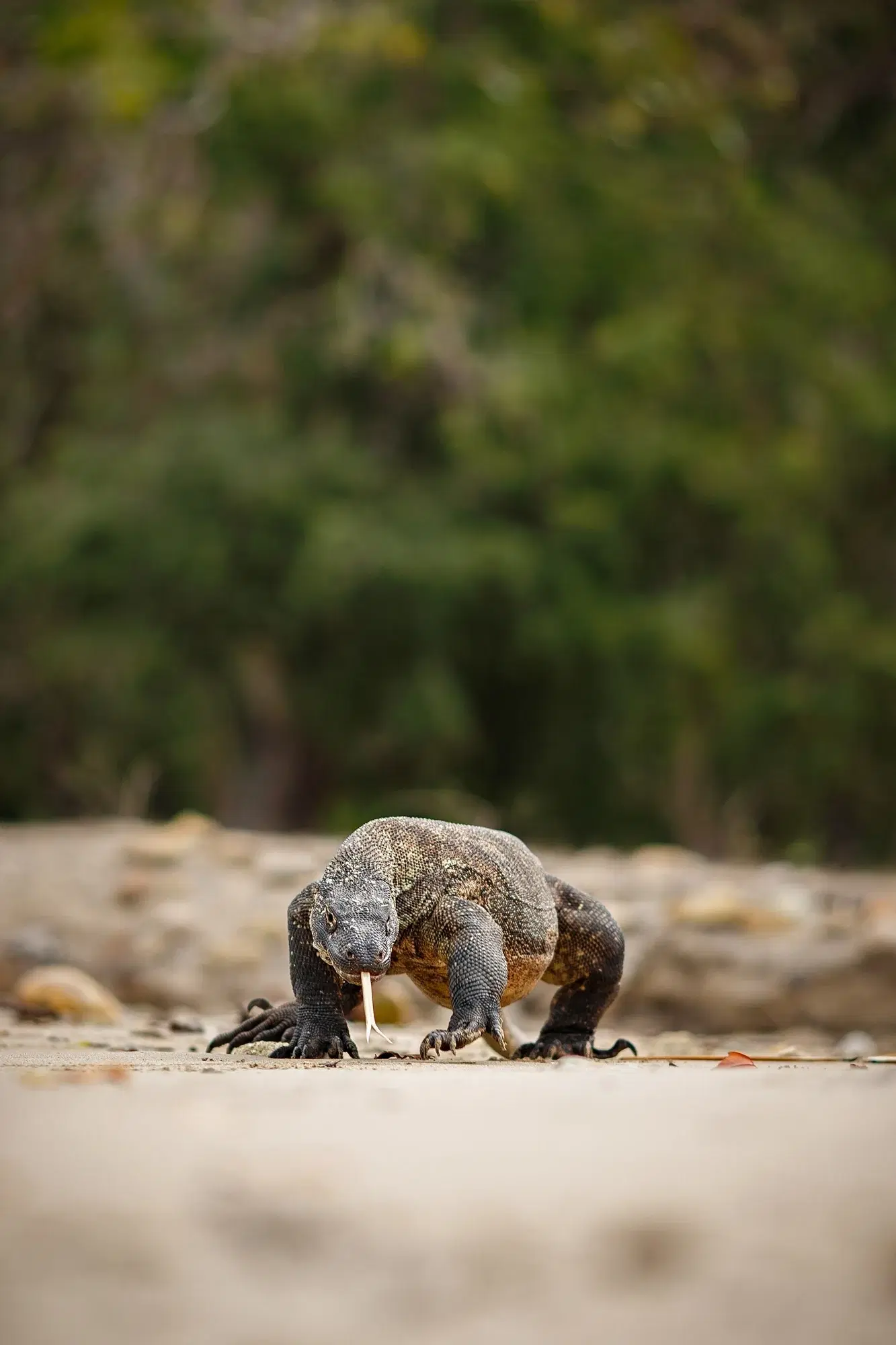 Komodo and West Flores
