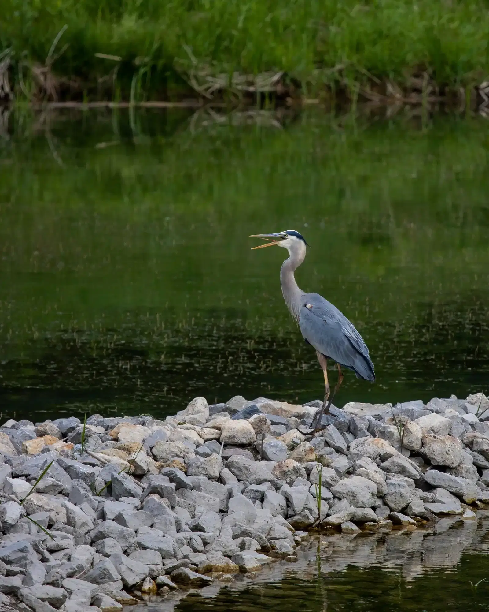 Koshi Wildlife & Wetlands